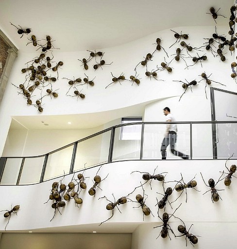 invasion fourmis Paris