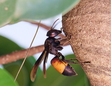 Désinsectisation insectes volants